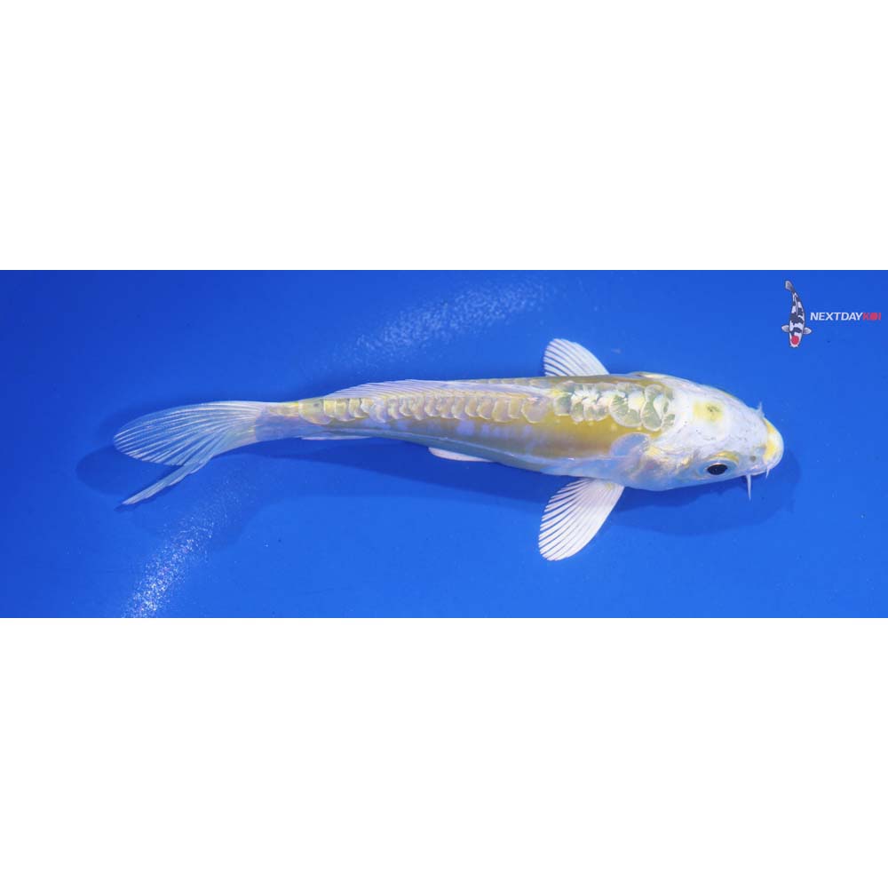 5” Imported Doitsu Lemon Hariwake