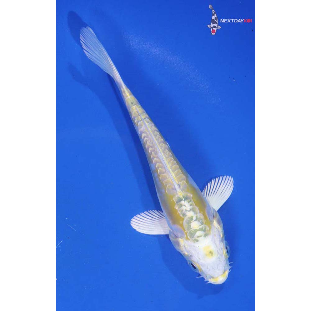 5” Imported Doitsu Lemon Hariwake