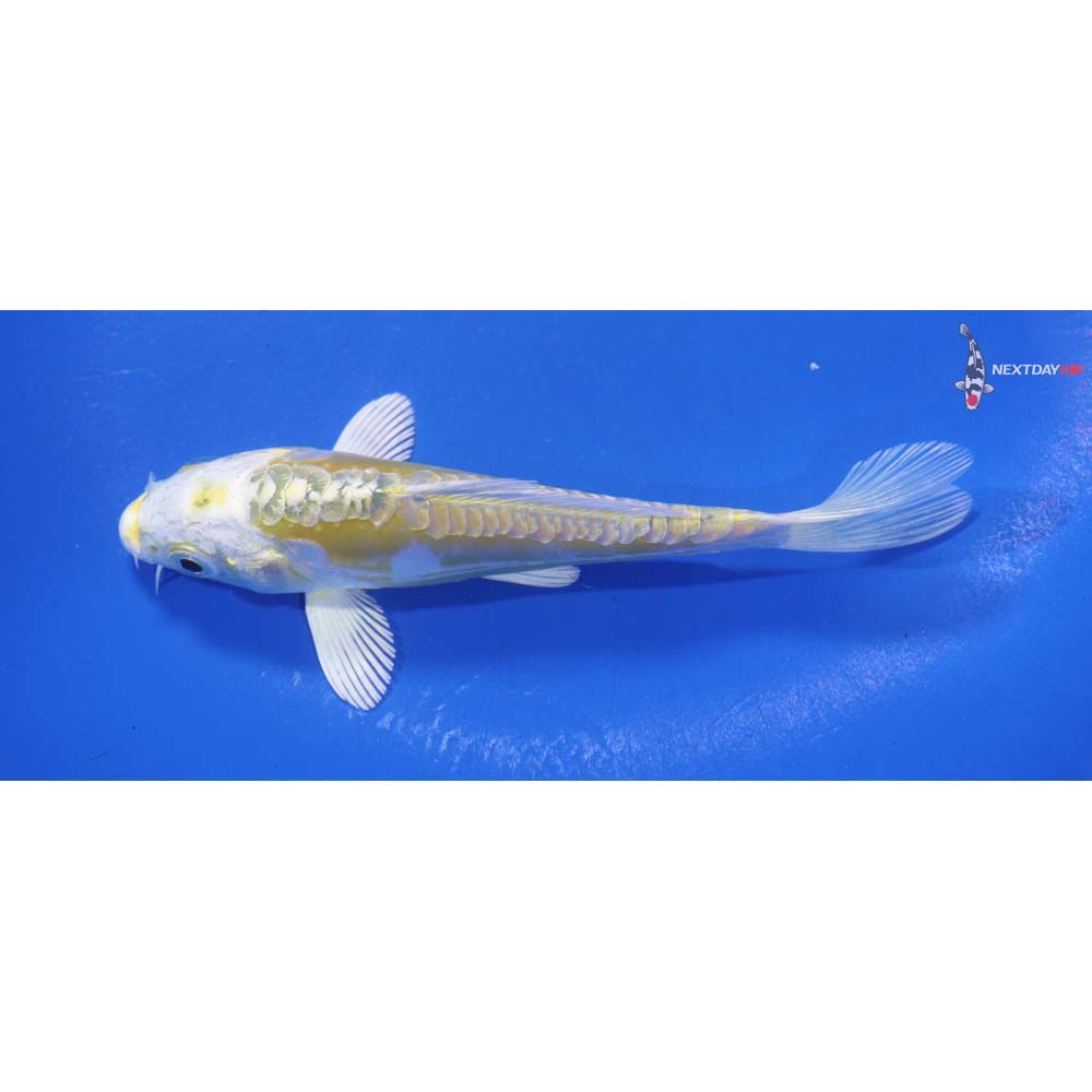 5” Imported Doitsu Lemon Hariwake