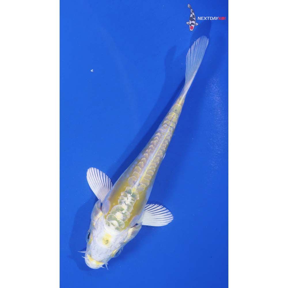 5” Imported Doitsu Lemon Hariwake
