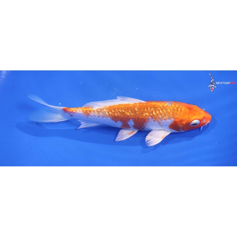 5.5” Imported Gin Rin Hariwake