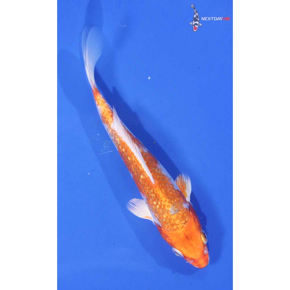 5.5” Imported Gin Rin Hariwake