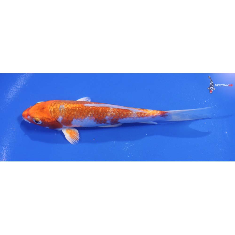 5.5” Imported Gin Rin Hariwake