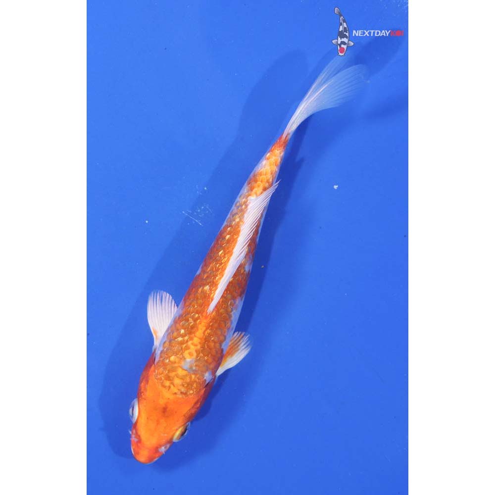 5.5” Imported Gin Rin Hariwake