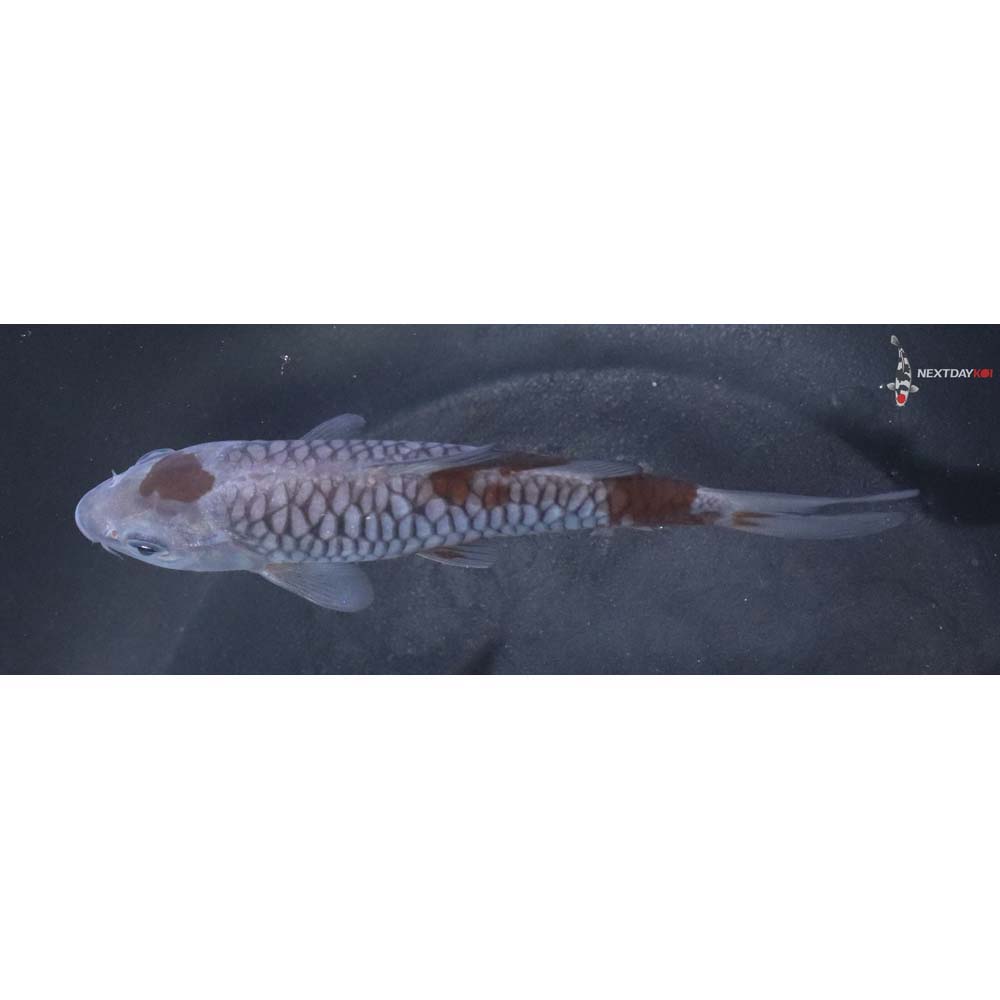 5” Imported Armor Scaled Ochiba Shigure