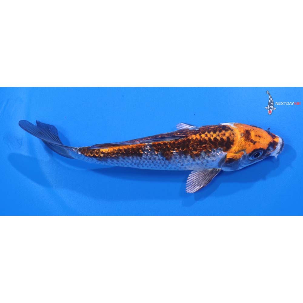 5.5” Imported Gin Rin Kujaku