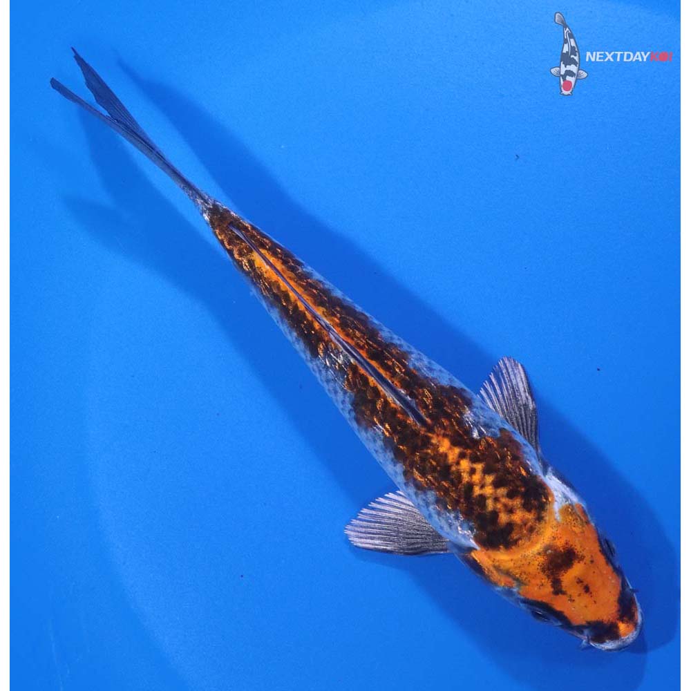 5.5” Imported Gin Rin Kujaku