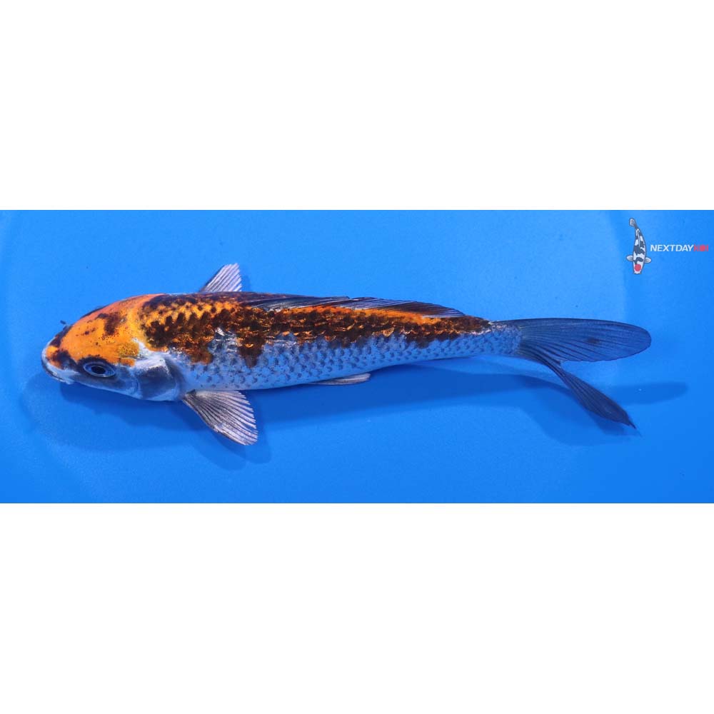 5.5” Imported Gin Rin Kujaku
