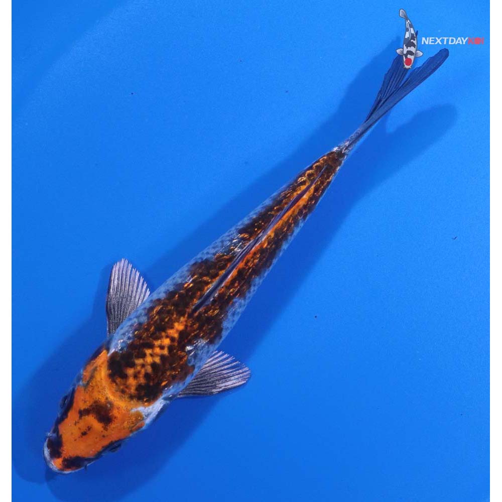 5.5” Imported Gin Rin Kujaku