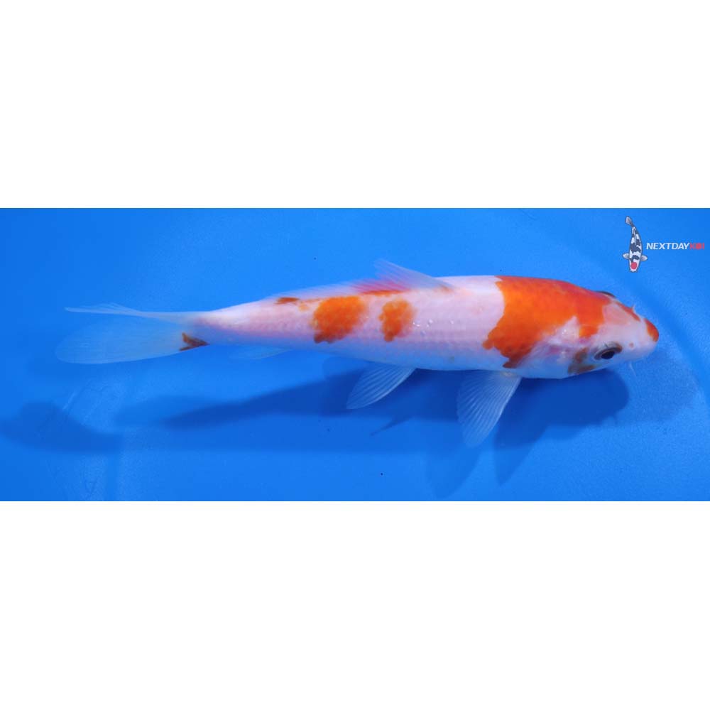 5.5” Imported Kohaku