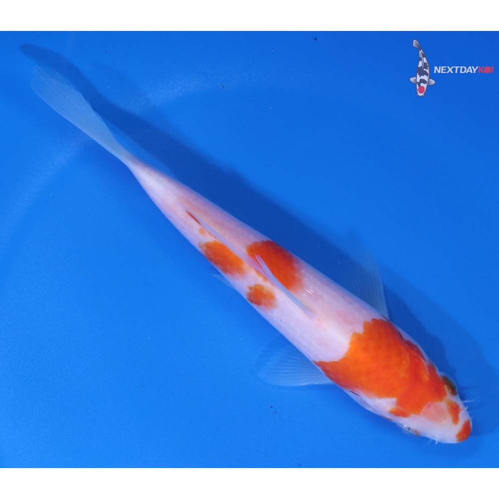5.5” Imported Kohaku