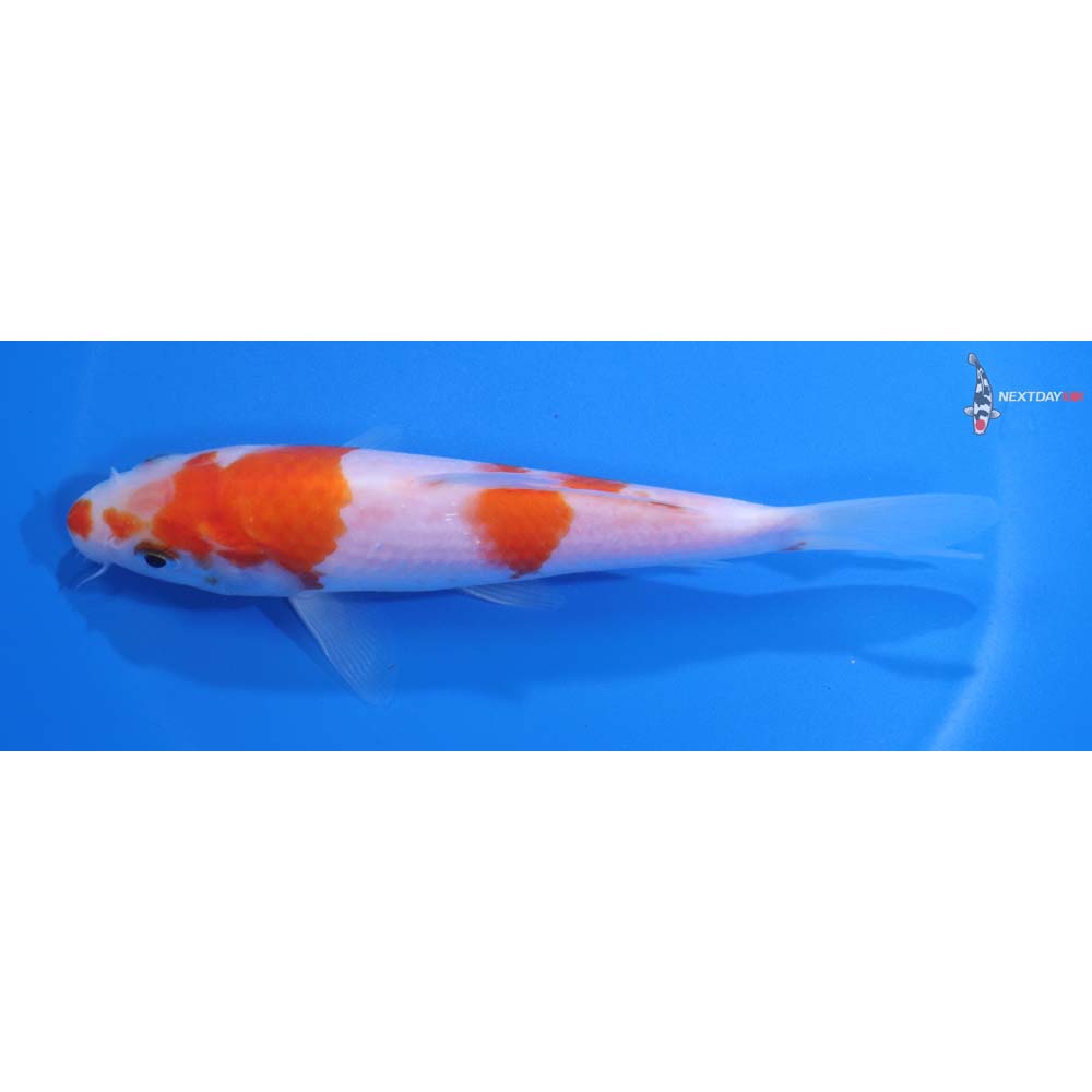 5.5” Imported Kohaku