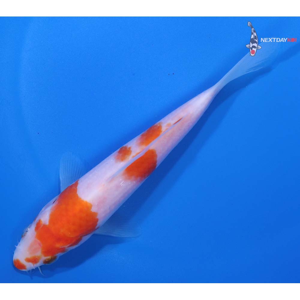 5.5” Imported Kohaku