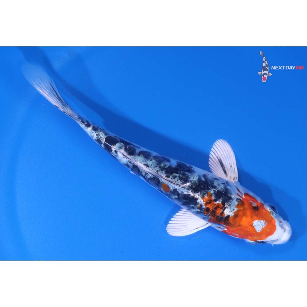5.5” Imported Heisei Nishiki