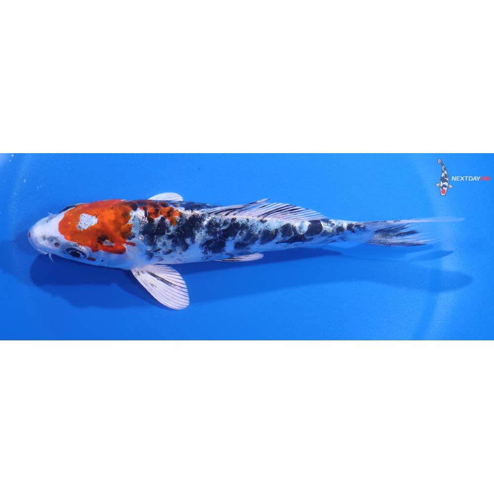5.5” Imported Heisei Nishiki