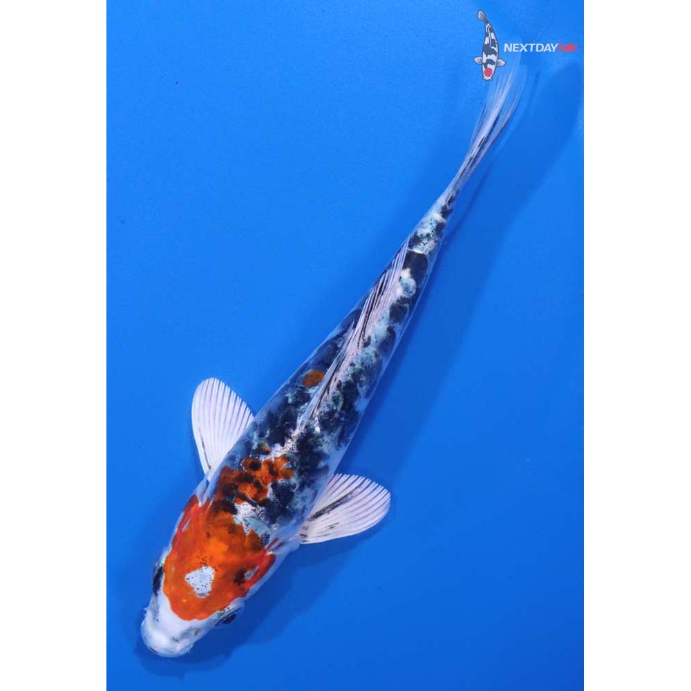 5.5” Imported Heisei Nishiki