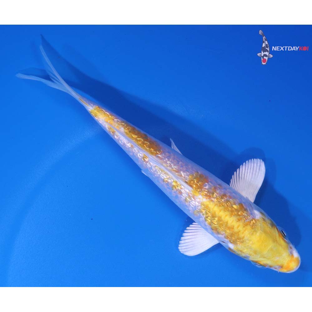 5.5” Imported Gin Rin Lemon Hariwake