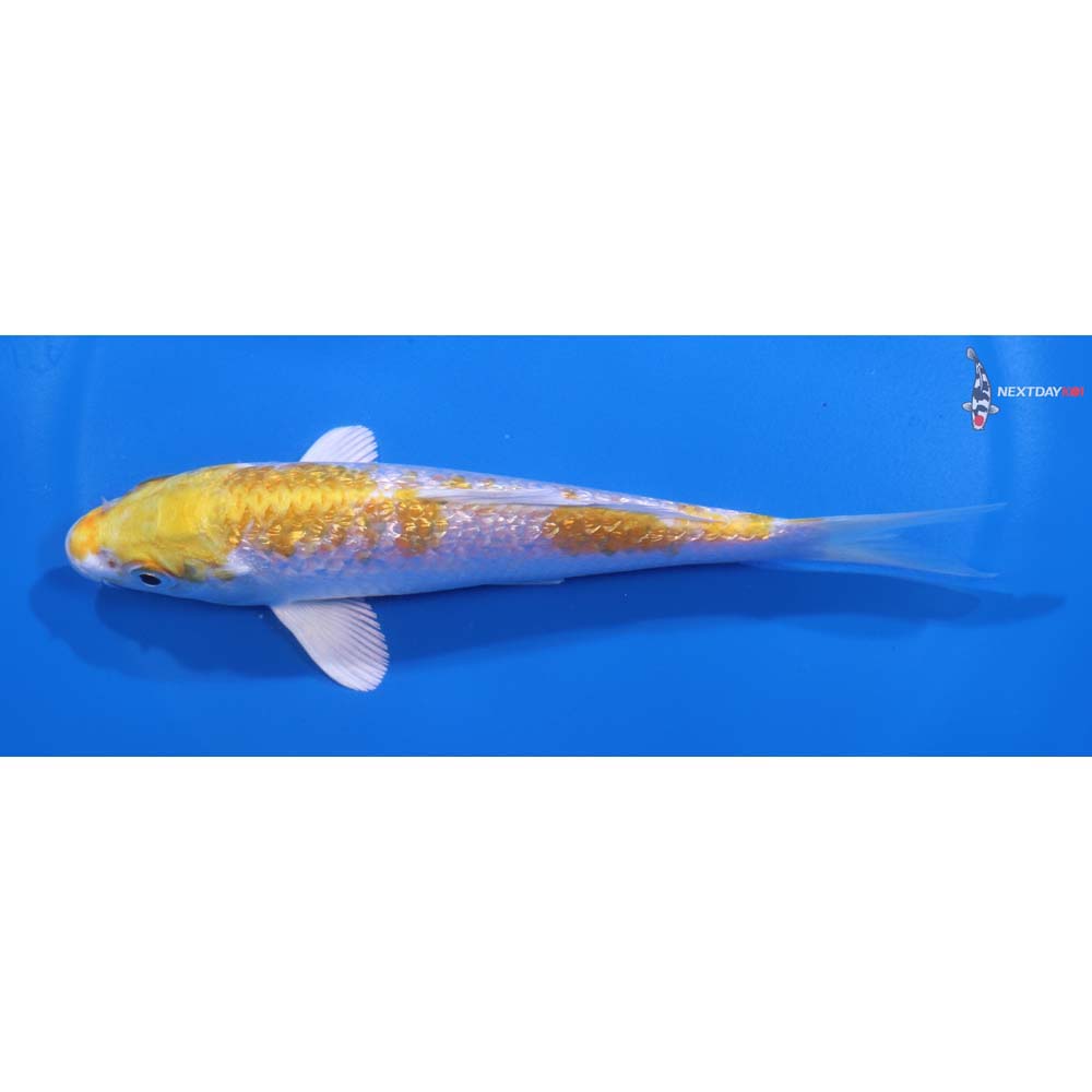 5.5” Imported Gin Rin Lemon Hariwake