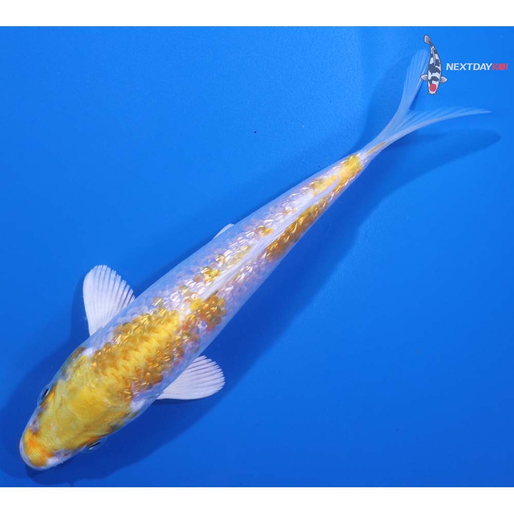 5.5” Imported Gin Rin Lemon Hariwake
