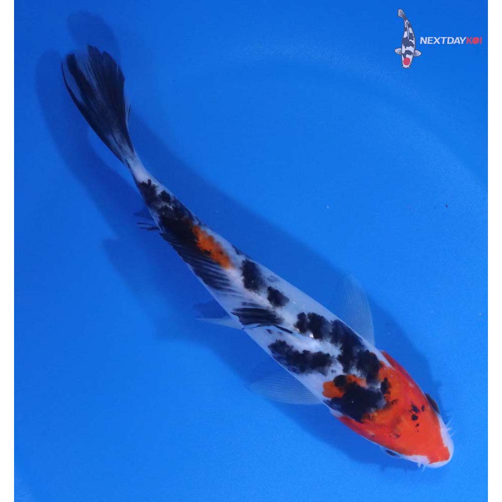 6” Imported Sanke