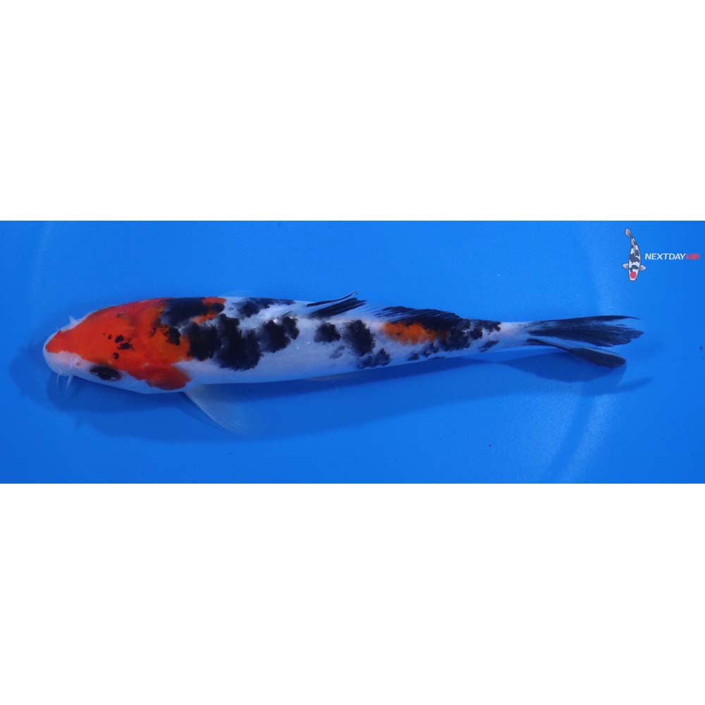 6” Imported Sanke
