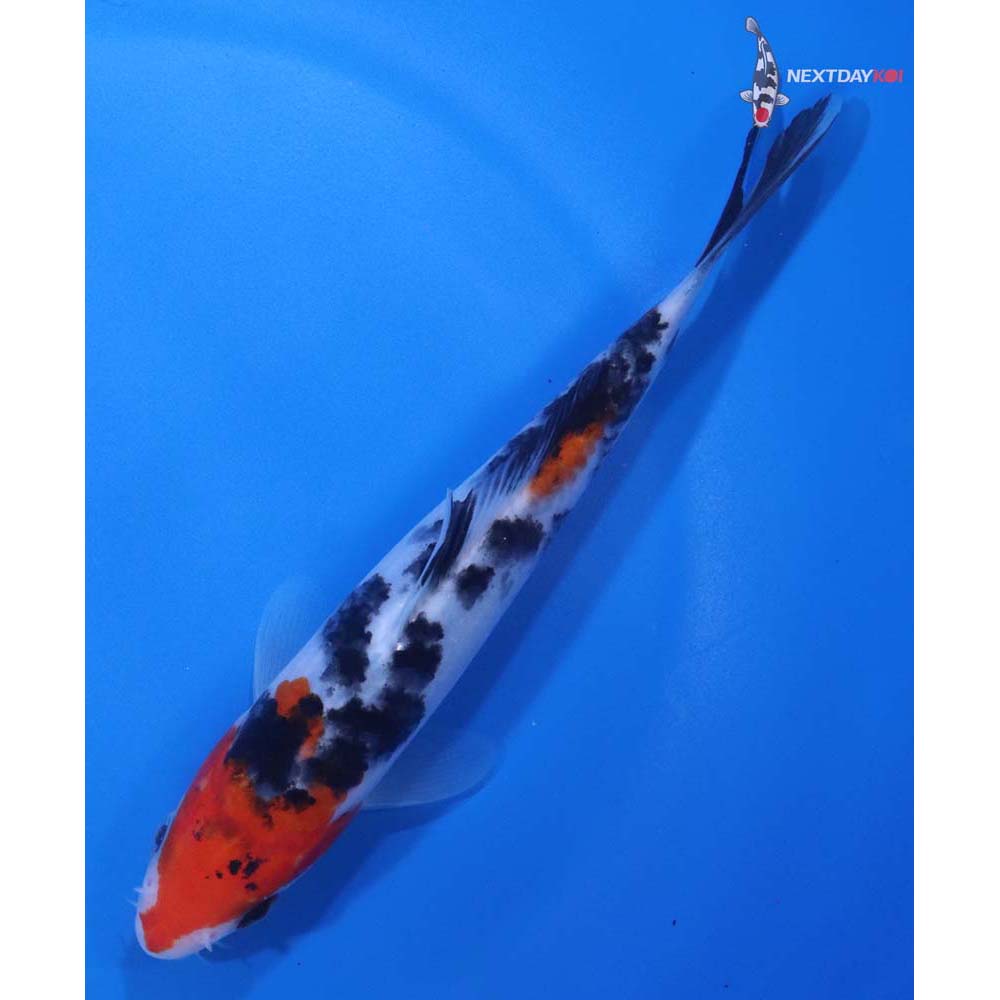 6” Imported Sanke