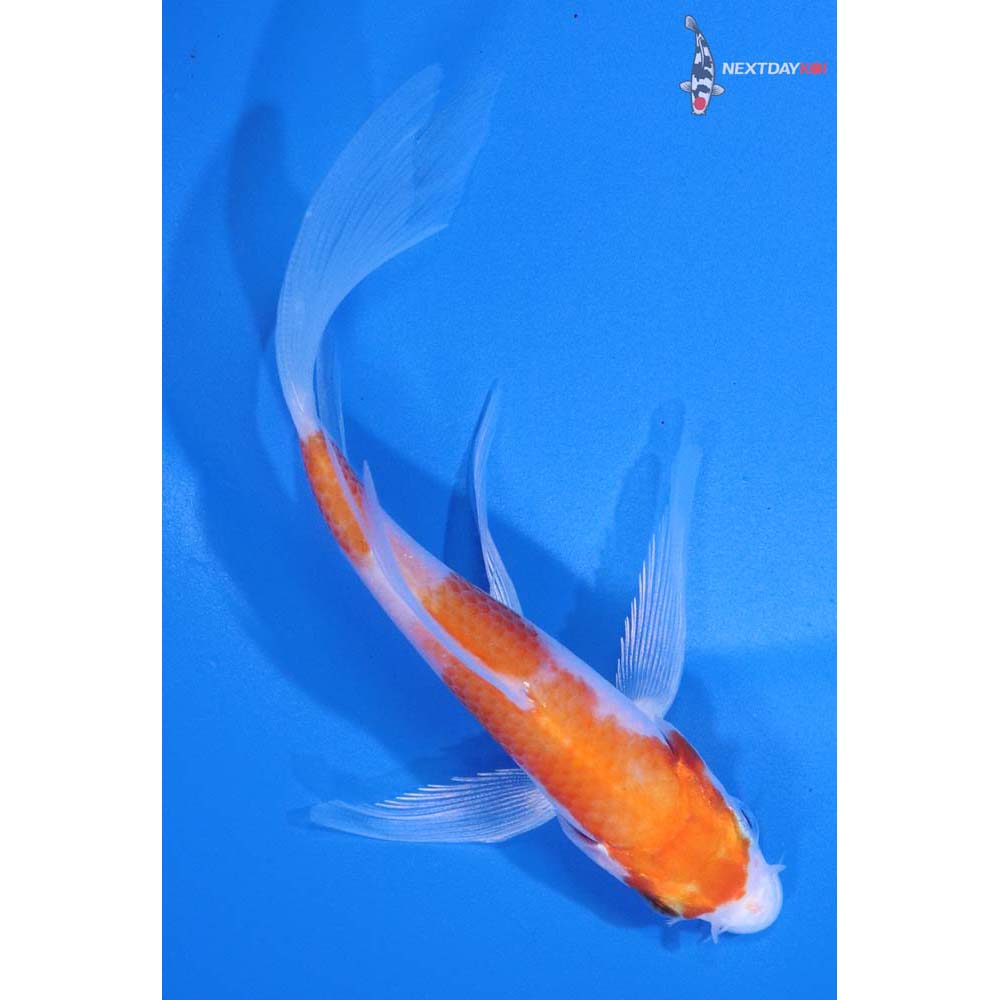 4.5” Imported Hariwake Butterfly Koi