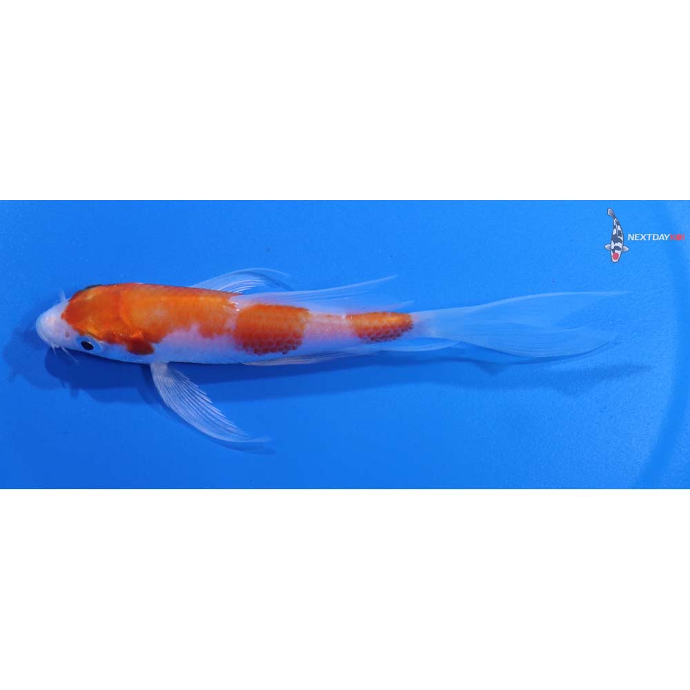 4.5” Imported Hariwake Butterfly Koi