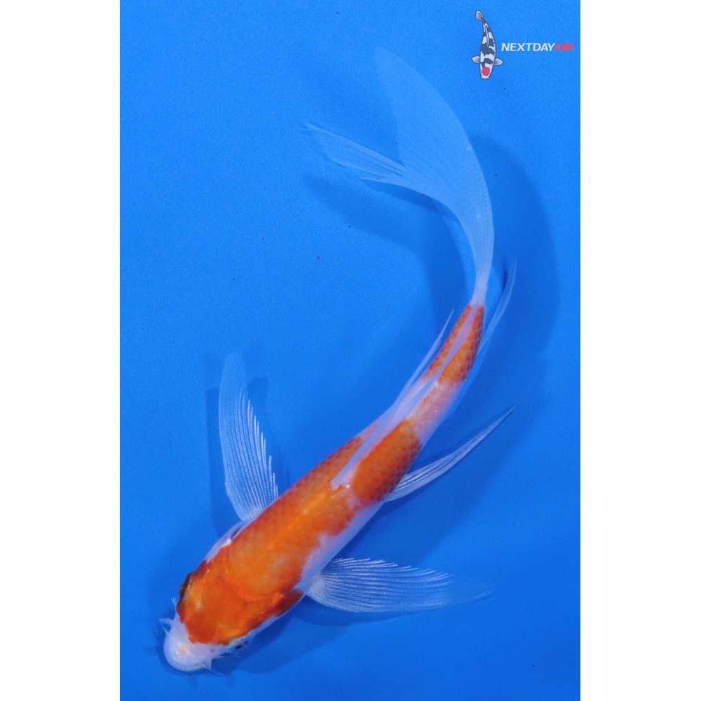 4.5” Imported Hariwake Butterfly Koi