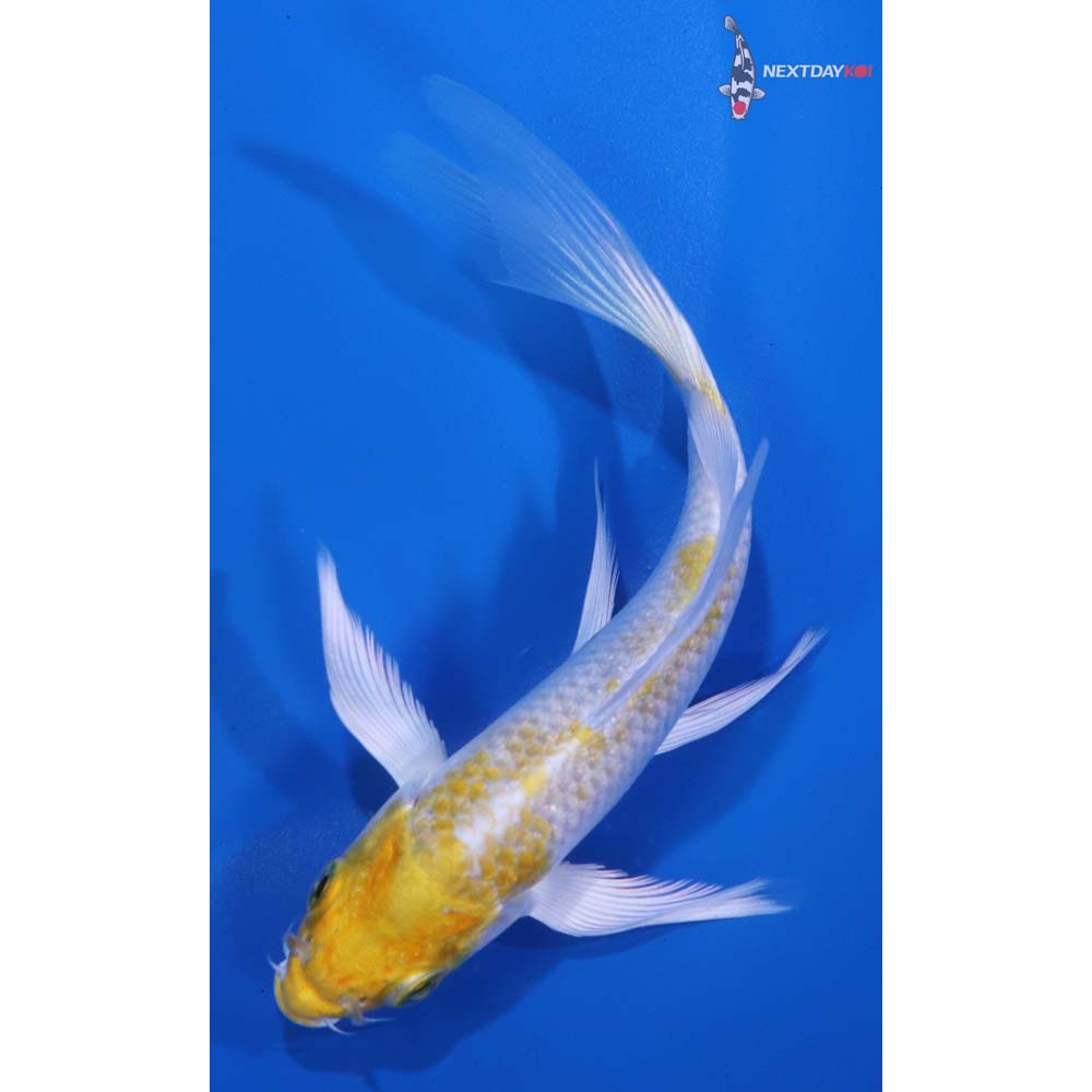 5” Imported Lemon Hariwake Butterfly Koi