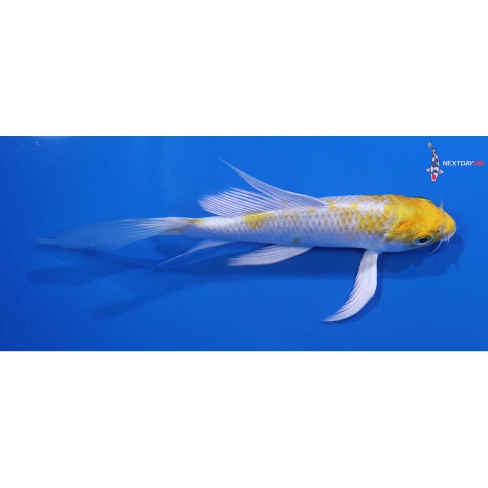 5” Imported Lemon Hariwake Butterfly Koi