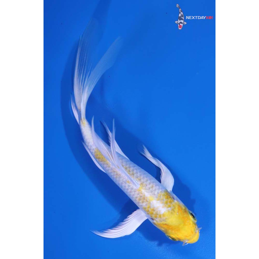 5” Imported Lemon Hariwake Butterfly Koi