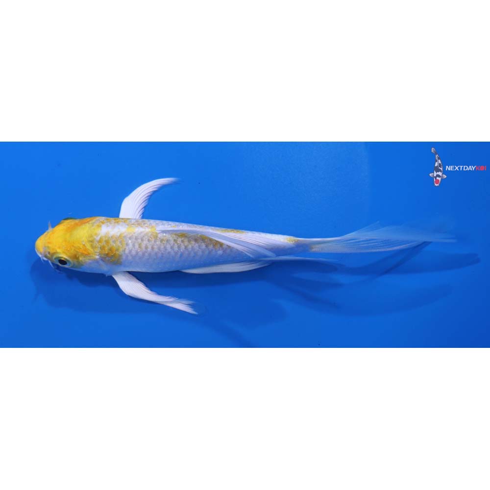 5” Imported Lemon Hariwake Butterfly Koi