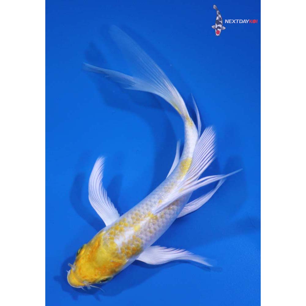5” Imported Lemon Hariwake Butterfly Koi