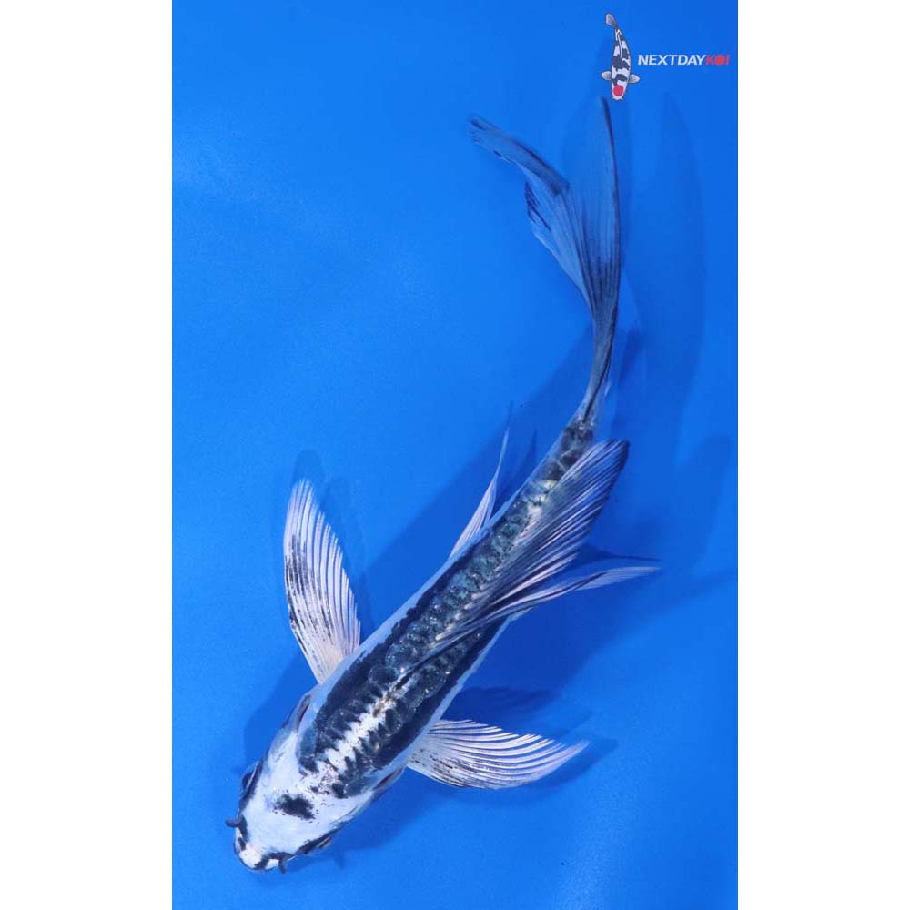 5” Imported Kikokuryu Butterfly Koi