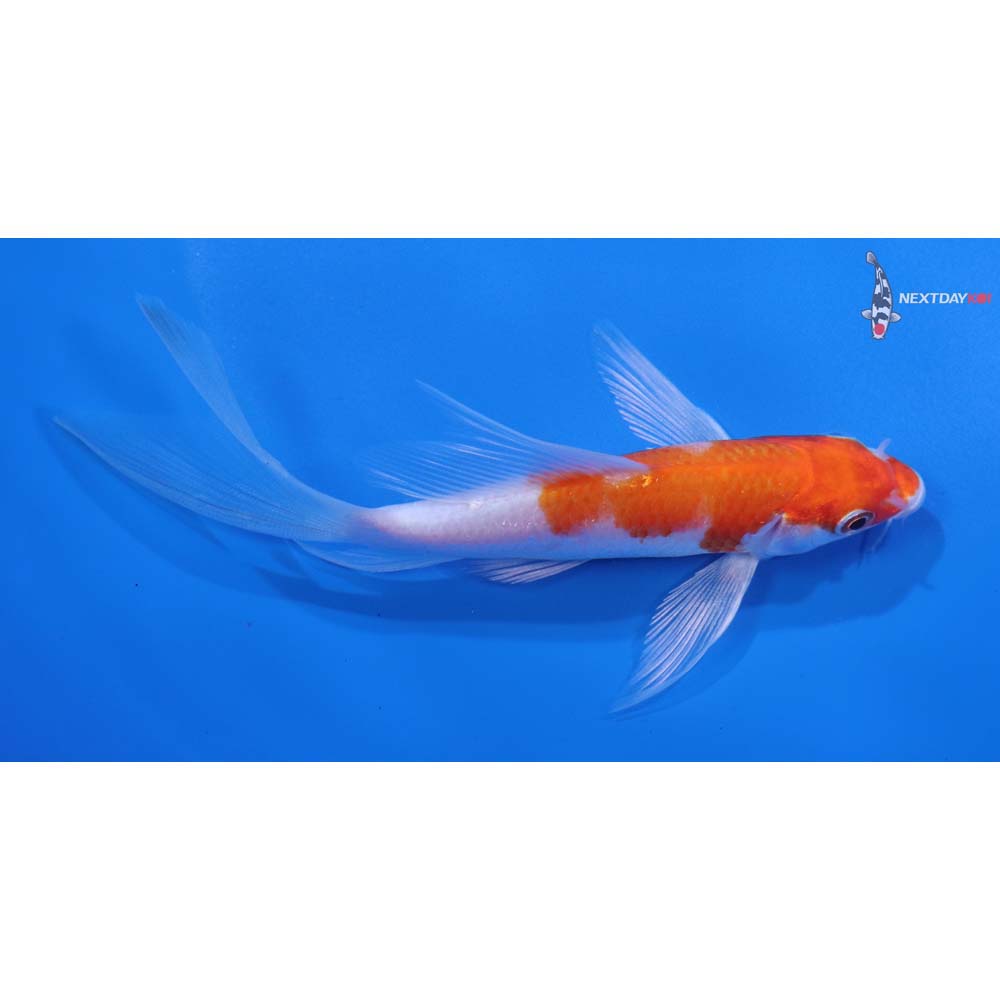 5” Imported Hariwake Butterfly Koi