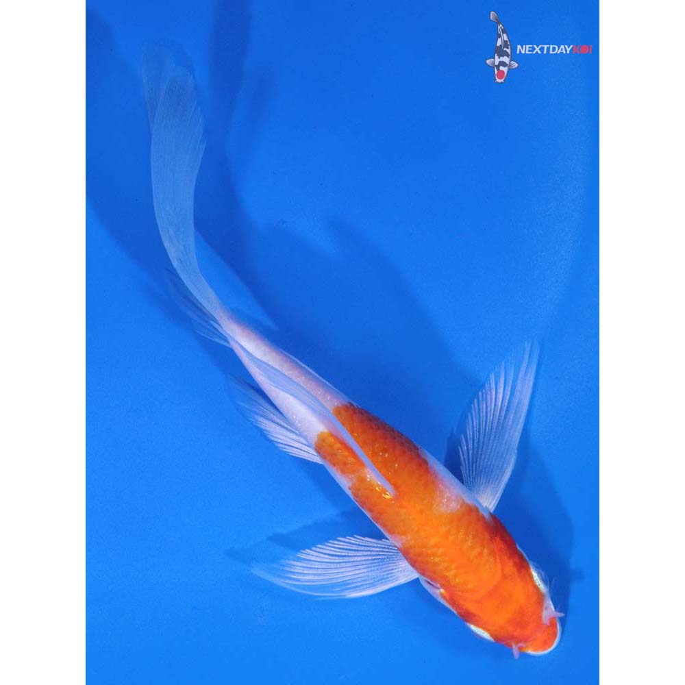 5” Imported Hariwake Butterfly Koi