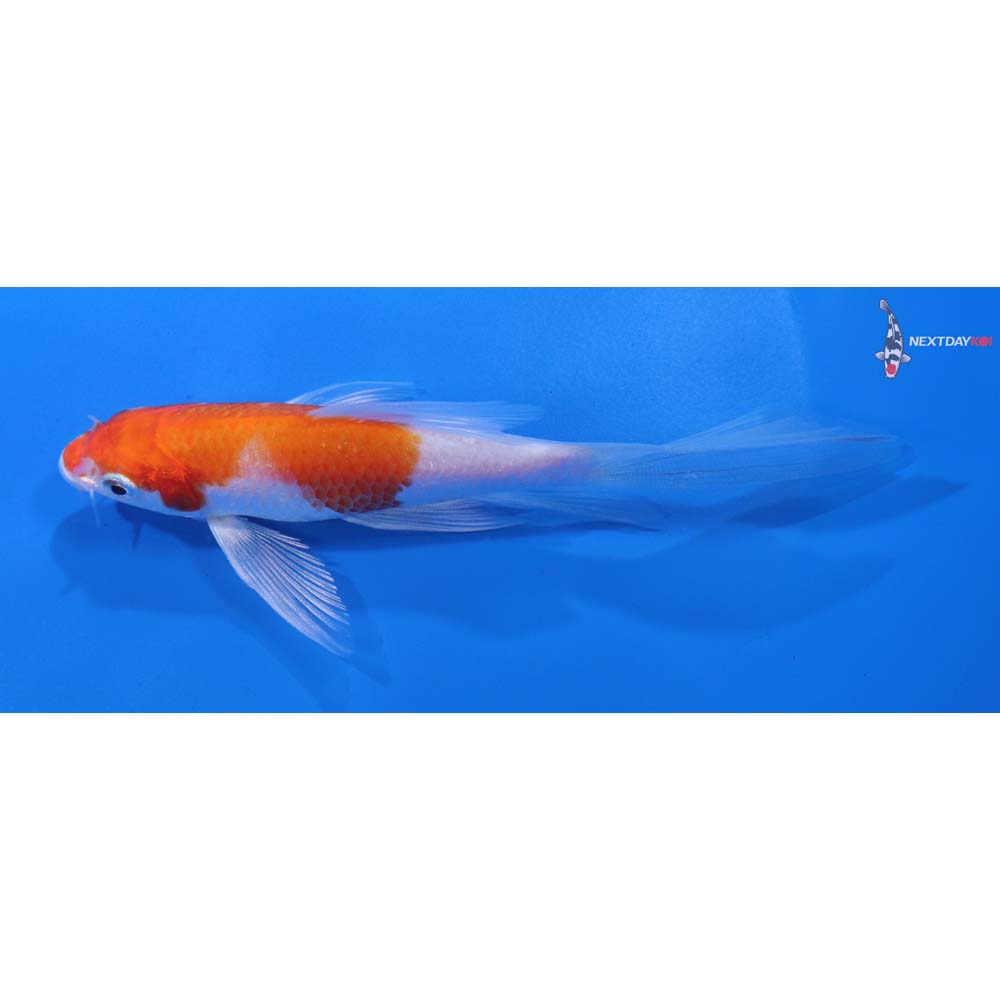 5” Imported Hariwake Butterfly Koi