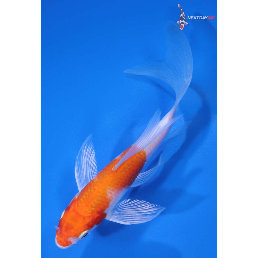 5” Imported Hariwake Butterfly Koi