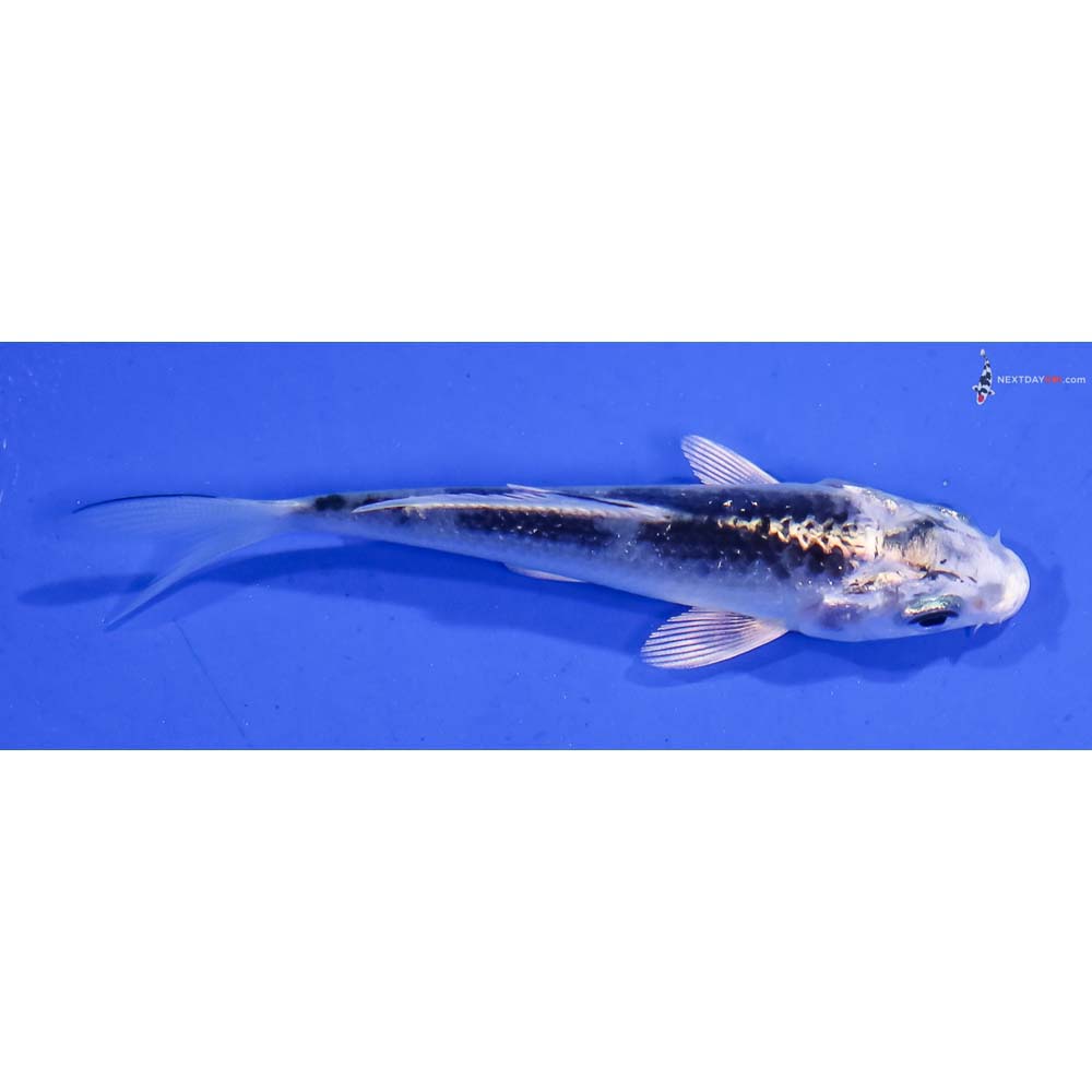 3.5” Imported Gin Matsuba