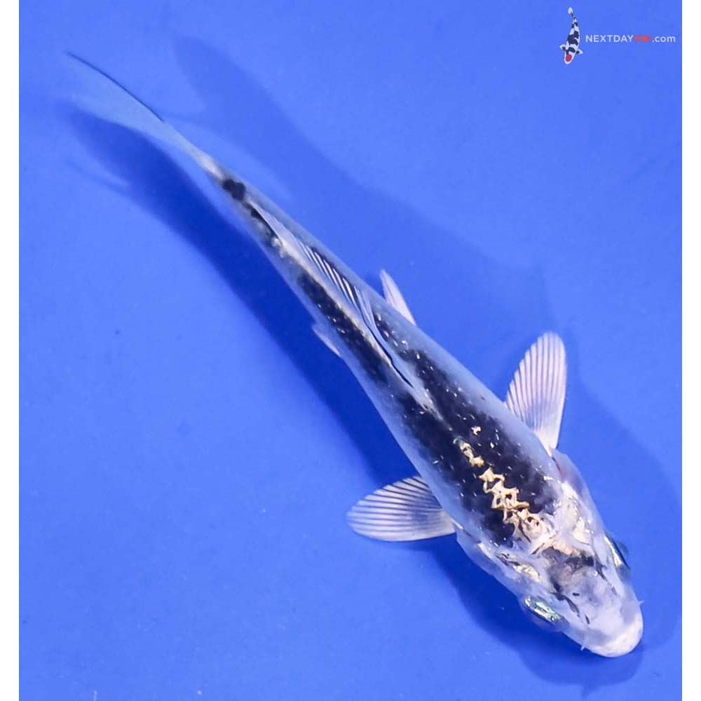 3.5” Imported Gin Matsuba