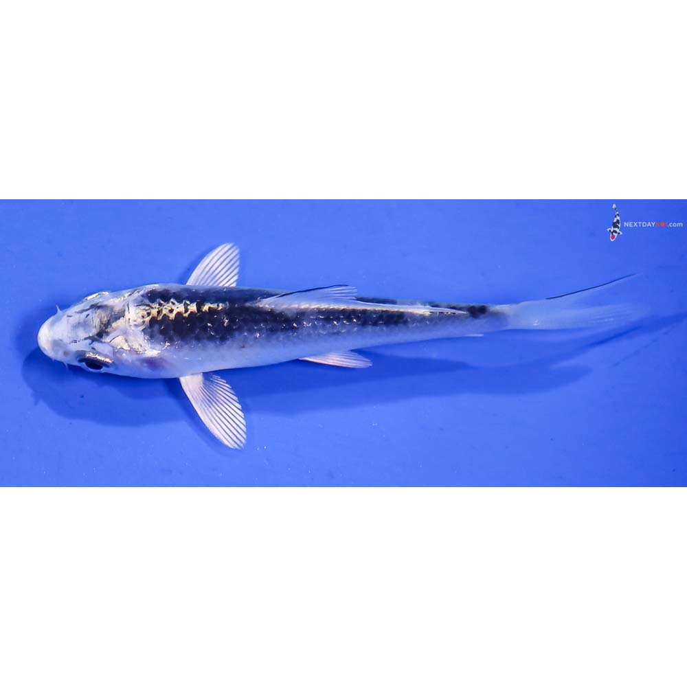 3.5” Imported Gin Matsuba