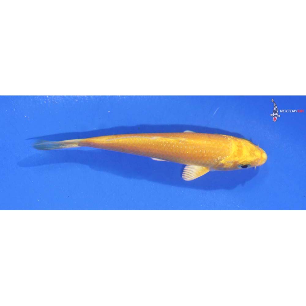 3.5” Imported Gin Rin Hariwake