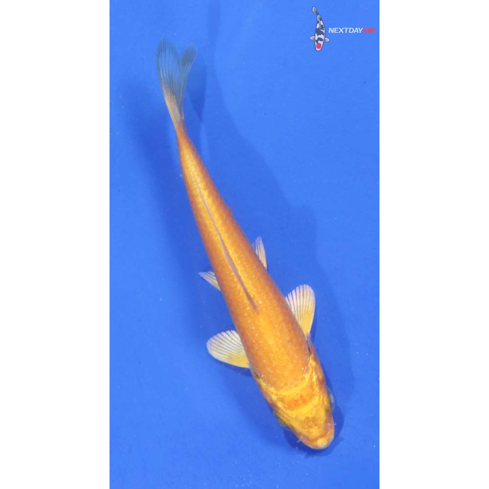 3.5” Imported Gin Rin Hariwake