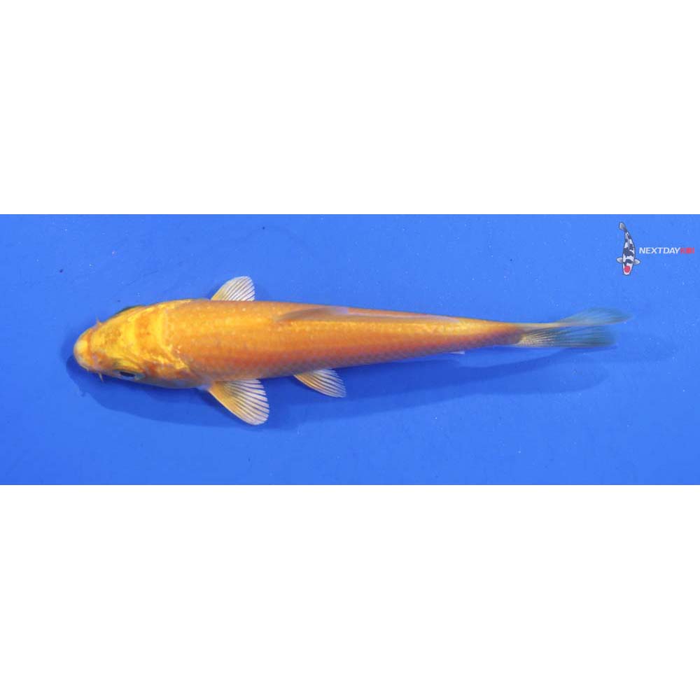3.5” Imported Gin Rin Hariwake