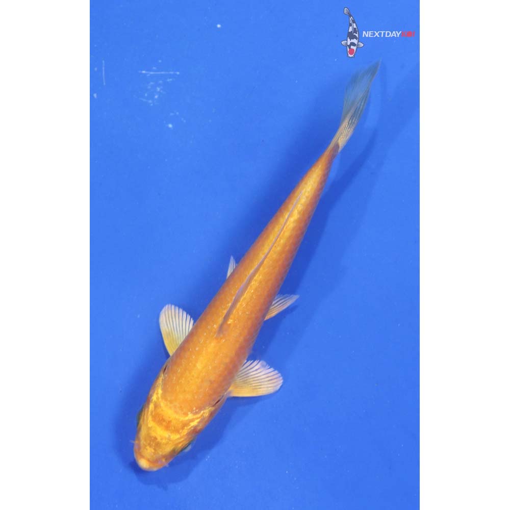 3.5” Imported Gin Rin Hariwake
