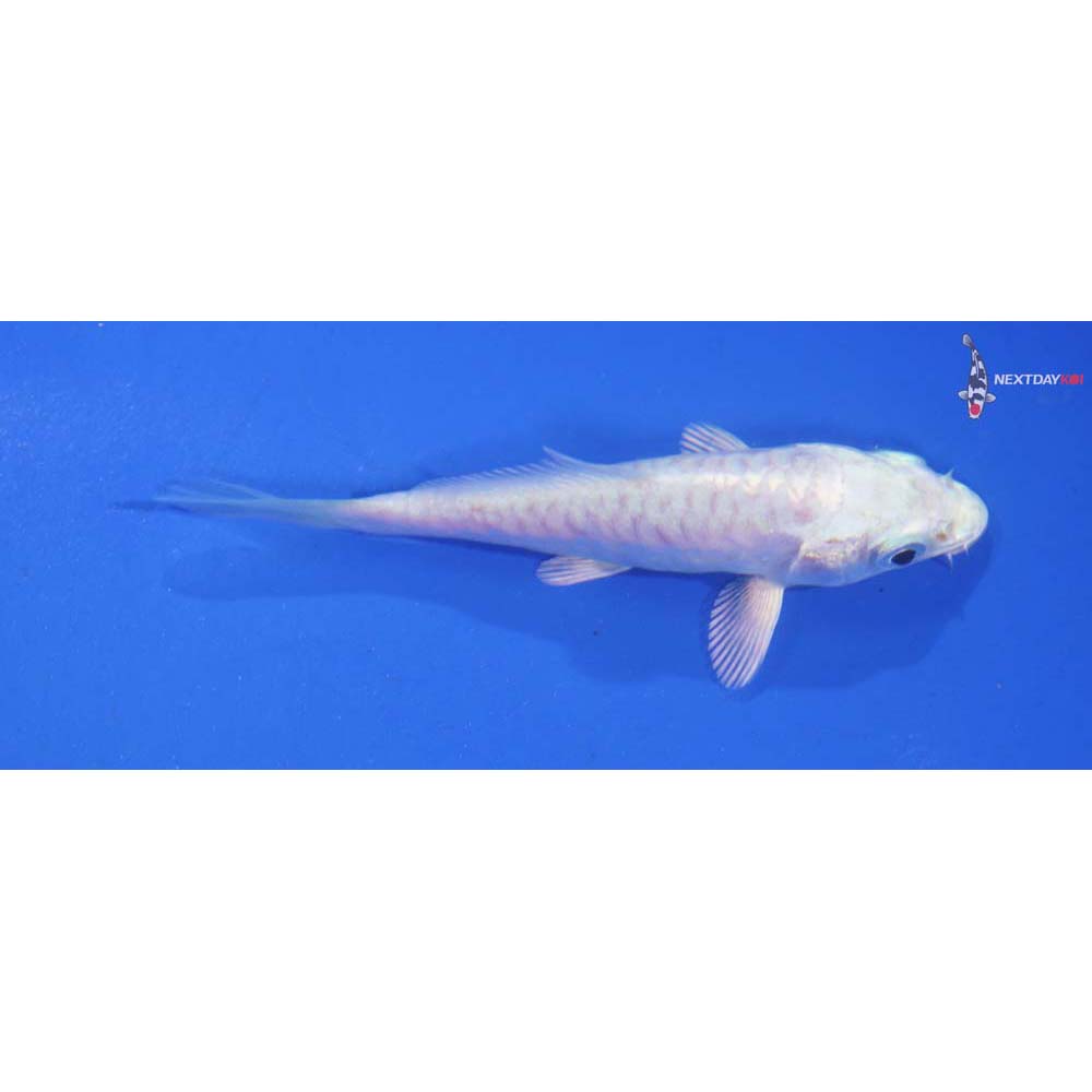 3.5” Imported Armor Scaled Platinum Ogon