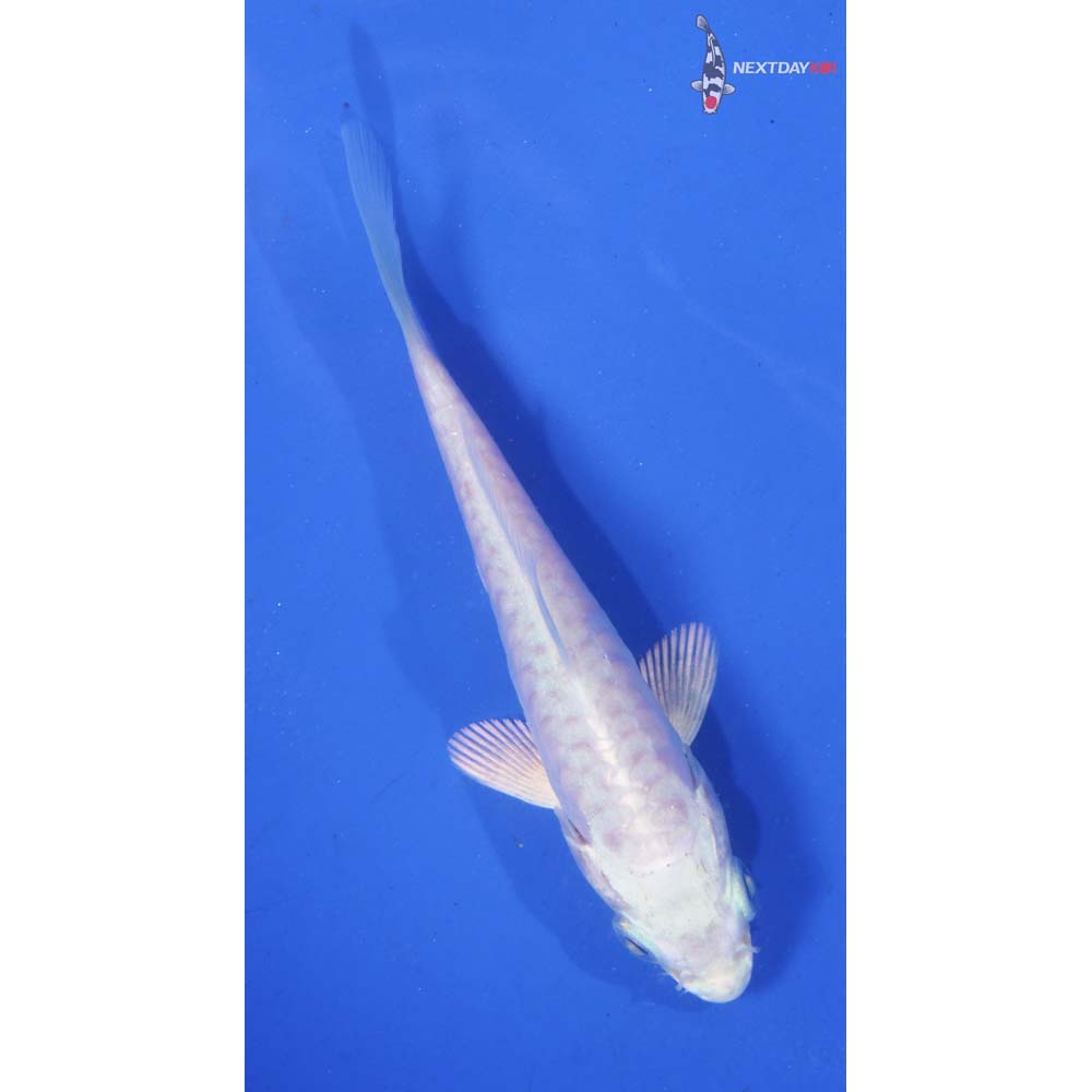3.5” Imported Armor Scaled Platinum Ogon