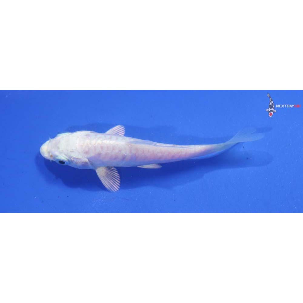 3.5” Imported Armor Scaled Platinum Ogon