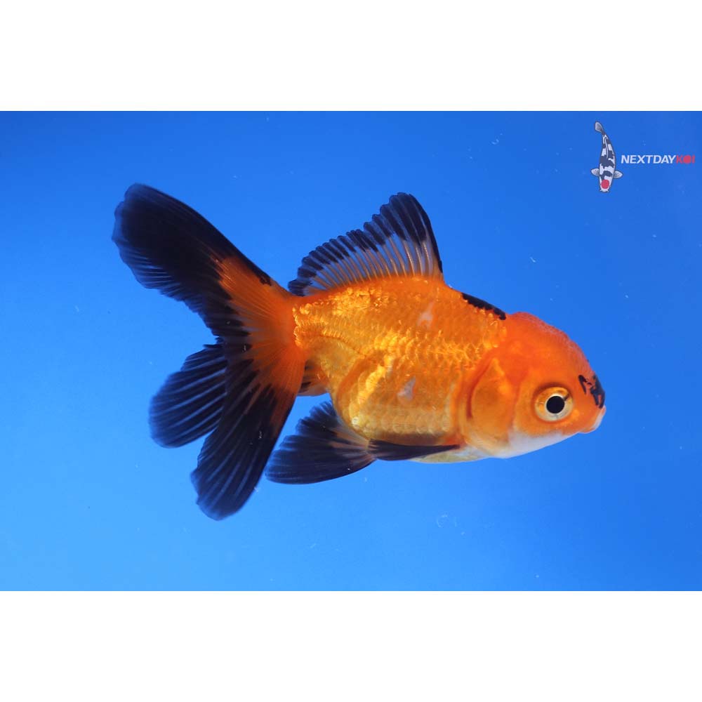 3” Imported Red and Black Oranda